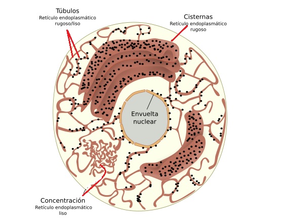 célula eucariota
